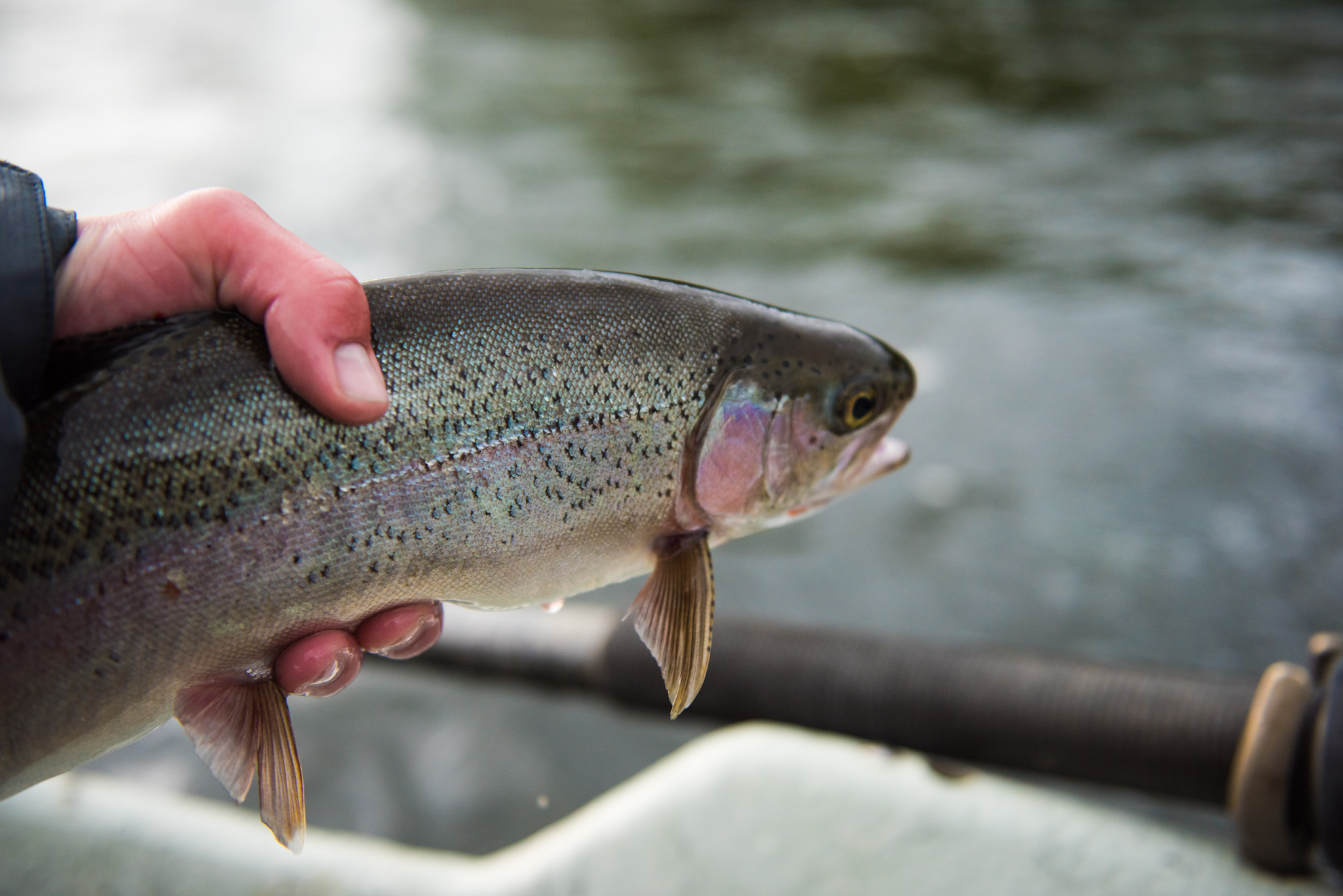 Yellowstone National Park (Fishing) - Rexburg Online